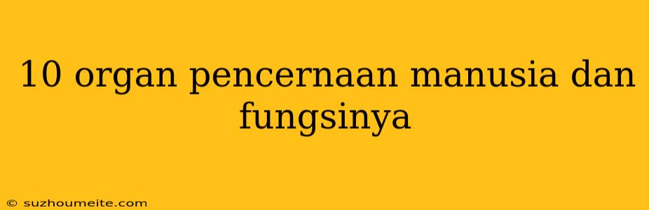 10 Organ Pencernaan Manusia Dan Fungsinya