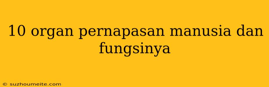 10 Organ Pernapasan Manusia Dan Fungsinya