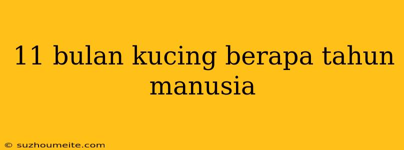 11 Bulan Kucing Berapa Tahun Manusia