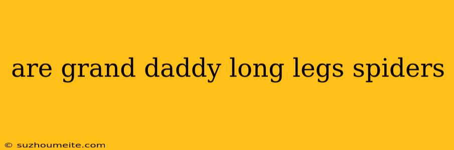 Are Grand Daddy Long Legs Spiders