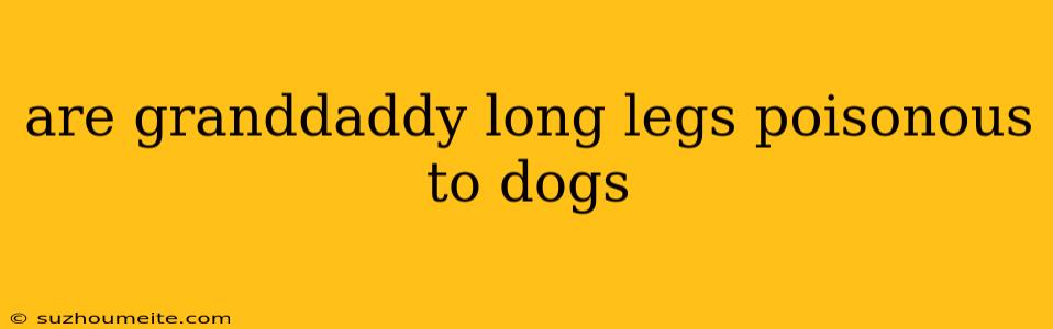 Are Granddaddy Long Legs Poisonous To Dogs