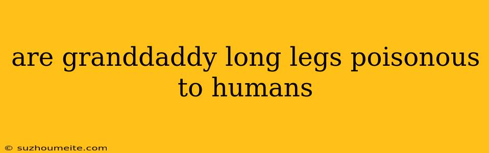 Are Granddaddy Long Legs Poisonous To Humans